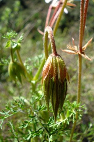 Pelargonium longicaule buds nodding together